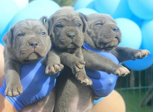cane-corso-stenci-big-1
