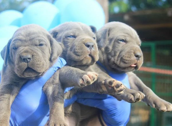 cane-corso-stenci-big-0