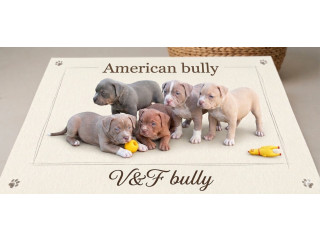 American bully pocket lilac štenci
