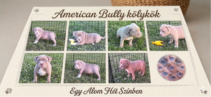 american-bully-pocket-lilac-stenci-big-1