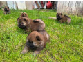 chow-chow-stenci-small-1