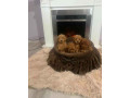 toy-pudle-ekstra-malog-rasta-small-3