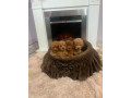 toy-pudle-ekstra-malog-rasta-small-0