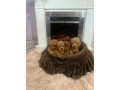 toy-pudle-ekstra-malog-rasta-small-1