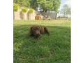 cokoladni-labrador-small-0