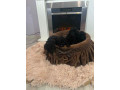 toy-pudle-small-3