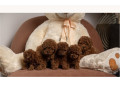crvene-patuljaste-i-toy-pudle-od-vrhunskih-roditelja-small-0