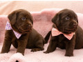 labrador-retriver-cokoladni-stenci-small-2