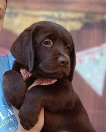 labrador-retriver-cokoladni-stenci-big-1