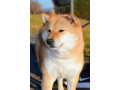 shiba-inu-prelepi-stenci-small-3