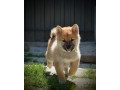 shiba-inu-prelepi-stenci-small-1