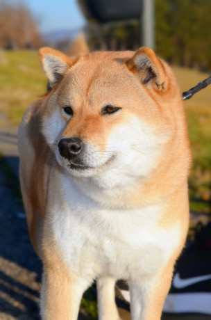 shiba-inu-prelepi-stenci-big-3
