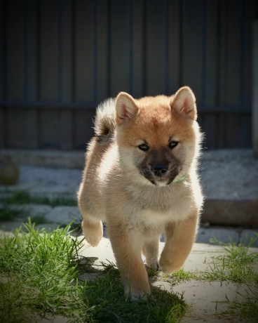 shiba-inu-prelepi-stenci-big-1