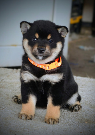 shiba-inu-prelepi-stenci-big-2