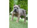 cane-corso-stenci-vrhunskog-kvaliteta-small-0