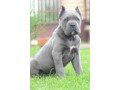 cane-corso-stenci-vrhunskog-kvaliteta-small-2
