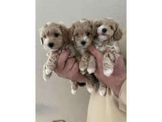 Mini maltipoo