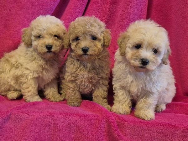 mini-maltipoo-big-4