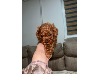 Toy pudlice