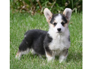 Velški korgi/Welsh Corgi Pembroke