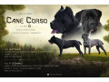 kane-korso-prelepi-stenci-small-0