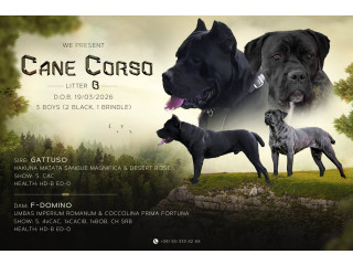 Kane Korso prelepi štenci
