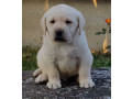 stenci-labrador-retrivera-small-3