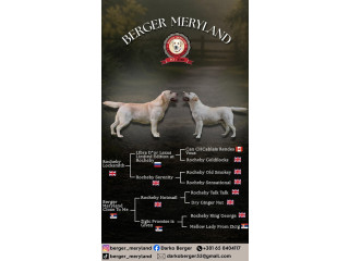 Stenci LABRADOR retrivera !!