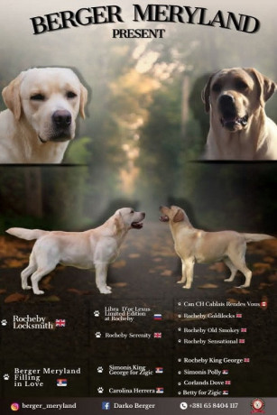stenci-labrador-retrivera-big-1