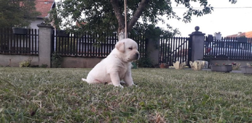 stenci-labrador-retrivera-big-4