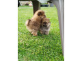 prelepi-boo-medvedici-small-4