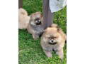 prelepi-boo-medvedici-small-2