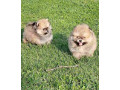 prelepi-boo-medvedici-small-1