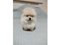 prelepi-boo-medvedici-small-0