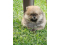 prelepi-boo-medvedici-small-3