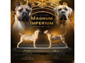 cane-corso-kane-korso-prelepi-formentino-stenci-small-3
