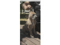 cane-corso-kane-korso-prelepi-formentino-stenci-small-4