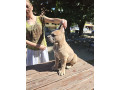 cane-corso-kane-korso-prelepi-formentino-stenci-small-1