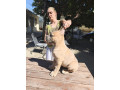 cane-corso-kane-korso-prelepi-formentino-stenci-small-0