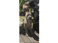 cane-corso-kane-korso-prelepi-formentino-stenci-small-2