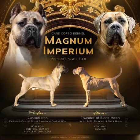 cane-corso-kane-korso-prelepi-formentino-stenci-big-3
