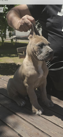 cane-corso-kane-korso-prelepi-formentino-stenci-big-4