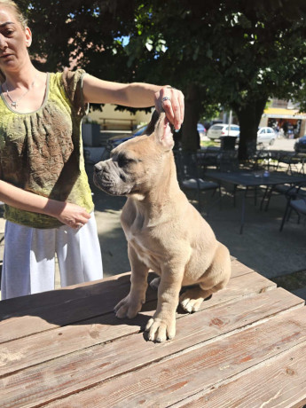 cane-corso-kane-korso-prelepi-formentino-stenci-big-1