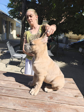 cane-corso-kane-korso-prelepi-formentino-stenci-big-0
