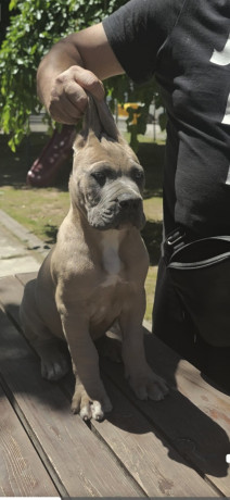cane-corso-kane-korso-prelepi-formentino-stenci-big-2