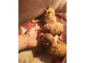 crvene-toy-pudle-small-4