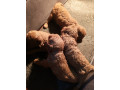 crvene-toy-pudle-small-3