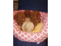 francuske-toy-i-patuljaste-pudle-prelepe-bebe-small-3