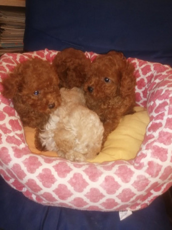 francuske-toy-i-patuljaste-pudle-prelepe-bebe-big-3