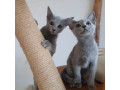 ruski-plavi-macici-small-2